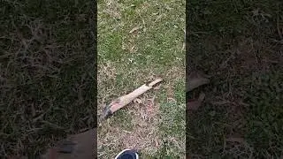 deer leg