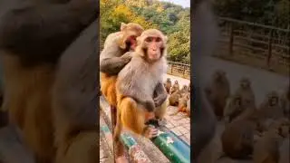 Everyone Started Laughing After This Monkey Move 😂🐵#funny #monkey