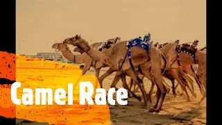 Camel Race..  in Qatar