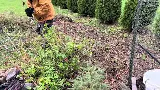 Pulling the plug on a tomato patch