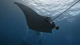 Manta Ray Train at Manta Point Nusa Penida 