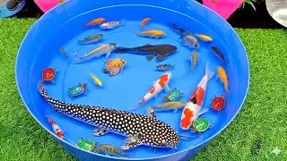 Catch beautiful aquarium fish in small pond baby turtles, eel, koi, guppies red, iguanas, carp