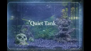 🌿 Peaceful Aquarium Livestream | Sit Back & Relax #fyp #aquarium