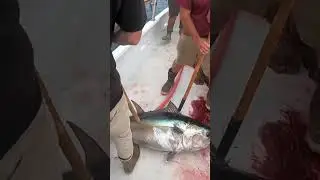 150lb BLUEFIN TUNA! Highliner Sportfishing!