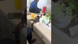 #lol ##kitten #drinking #water #flower #vase #hahaha si #cute