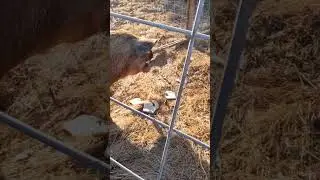 happy Mama piggy #mamapig #farmlife #happypig #zoomies