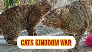 Cats kingdom war