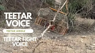 Teetar ki awaz❣️|Teetar voice | Francolin sound ❣️| partridge voice | Grey Francolin | तीतर की आवाज़