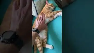 There are Two Types of Cat...