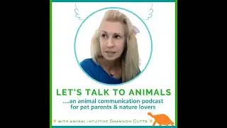 Holistic pet health coaching as a complement to traditional veterinary care