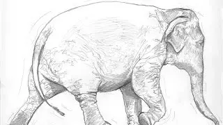 The Endangered Asian Elephant (animation)
