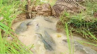 Top! 24 hours to create Creativity amazing fish traps. Catch lots of fish - tyriq 1256