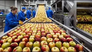 How American Farmers Harvest and Process Billions of Apples - American Apple Farming
