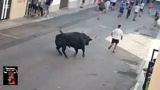 VALL D' UXO ( CS ) 28-9-2025 TOROS CERRILES DE HATO BLANCO Y ENRIQUE DOMÍNGUEZ 