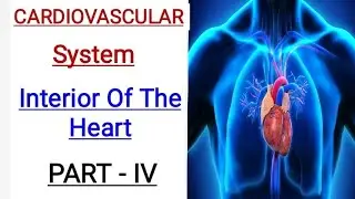 #Heart- Interior of the Heart# #Chambers of the Heart 