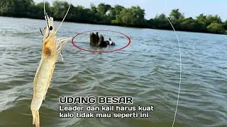 SPOT KAKAP PUTIH EDYAN! Dibantainya joran pemancing sampai tak berdaya, #mancingkakapputih