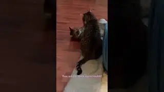 Simba&rsquo;s Bread Loaf Paws #catshorts #funny #funnyvideo #cat #viral #viral video #cats #catvideos