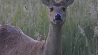 Water deer doe barking