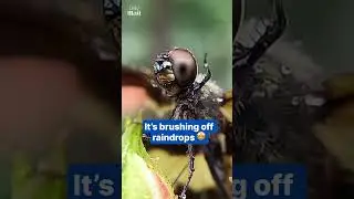 Incredible close-up of dragonfly wiping raindrops off