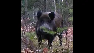 Archived Wildlife Moments #2 Trail Camera Footage