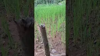 Baduy Local Wisdom: Planting Rice Without Mud and Running Water #shorts #explorbaduy #baduydalam