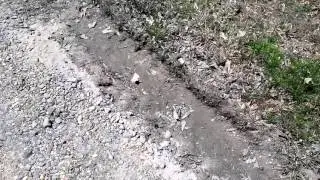 yard inspection summary