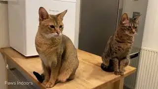 Chausie cat shows her aggression when hungry 😨