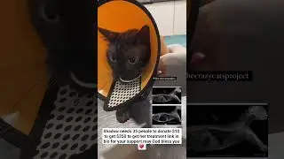 Your donation will mean alot to shadow's recovery link in bio #fypシ゚viral