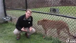 Cheetah Awareness Day - Breeding Centre