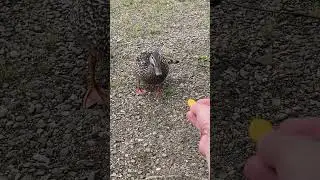 Feeding duck goldfish 🦆 #shorts #funny #duck