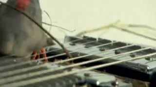 C&eacute;leste Boursier-Mougenot at Barbican Centre, London