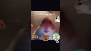 Hamster gang join us🐹