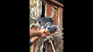Vaca Guzer&aacute; salva no manejo ✅🙏🏻  #Shorts