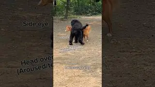 ‼️Is this ACTUALLY play??  #dogsplaying #dogpark #dogplaying