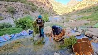 The Hard Life of Iranian Women | An Incredible Woman Making Licorice Syrup in the Zagros Mountains