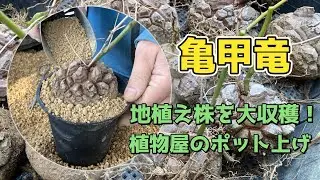 【亀甲竜】地植えを収穫してポット上げ！植物屋の作業動画【塊根植物】
