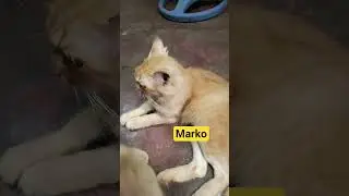 Marko #cat #youtubeshorts #ytshorts #cute