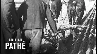 Horse And Tractor Contest (1943)