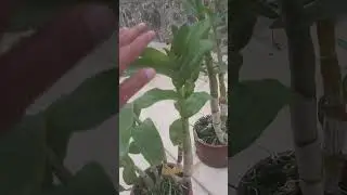 Anggrek dendrobium kode DR, kondisi dewasa siap berbunga, harganya murah. 