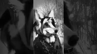 #furry #wolf #miky #alone #MikyWolfowitch #Mikywolf