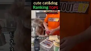 cute cat& dog ranking top5