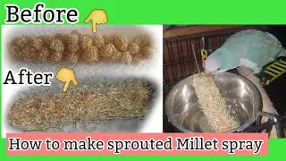 How to Grow  Sprouted millet spray at home #parrots #talkingmonkparakeet