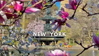 [4K] Best Spots to see Cherry Blossoms in CENTRAL PARK!