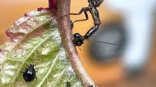 Sammy Snakefly Snacks on a San Juan Island Aphid