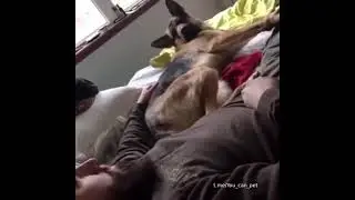 When patience came to an end😎 #dog