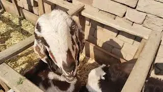 Dhoop enjoy karty hoye baby goat or  cow 