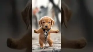 Baile de Motocicleta del Perro 🐶😂