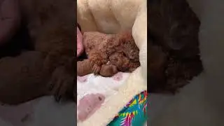 dog mother is nursing baby poodle #shorts #shortvideo #ytshorts #poodle #cutedog #funny #puppy