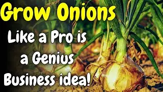 How to Start an Onion Farming Business 🚜 | Cost, Profit, and Step-by-Step Plan
