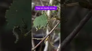 Sawfly larvae look like caterpillars